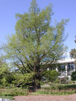 bald cypress tree picture