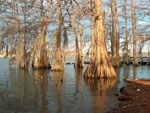 tree picture