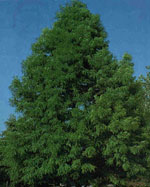 tree picture
