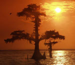 tree picture