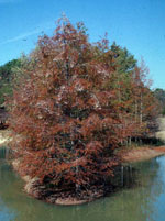 tree picture