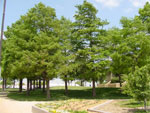 tree picture