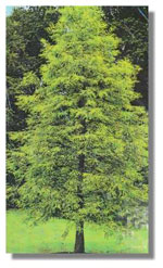 tree picture
