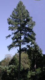 fir tree picture