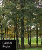 poplar tree picture
