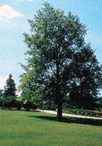 linden tree picture
