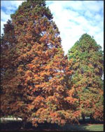 bald cypress tree picture