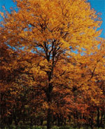 honeylocust tree picture