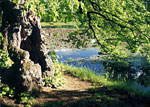 linden tree picture