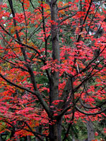 Maple Trees, Pictures, Photos of Maples Trees