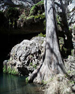 bald cypress tree picture