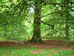 beech tree picture