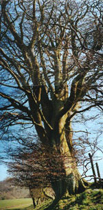 beech tree picture