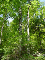 beech tree picture