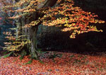 beech tree picture