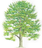 beech tree picture