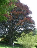 beech tree picture