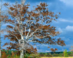 beech tree picture