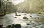 beech tree picture