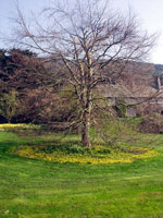 beech tree picture
