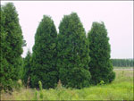 Arborvitae Tree; Pictures of Large Arborvitae Trees