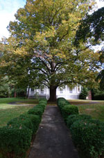 linden tree picture