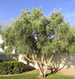 olive tree picture