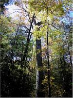 poplar tree picture