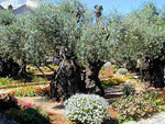 olive tree picture
