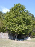 maple tree picture