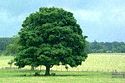 tree wallpaper