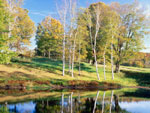 birch tree picture