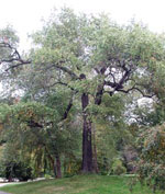 birch tree picture