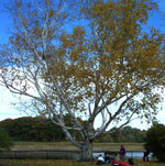 birch tree picture