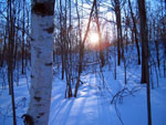 birch tree picture