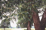 hawthorn tree picture