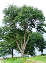 cherry tree picture