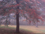 tree picture