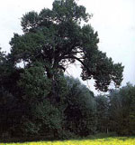 poplar tree picture