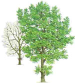 poplar tree picture