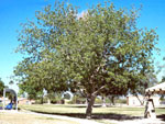 walnut tree picture