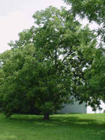 walnut tree picture