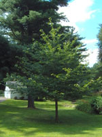 tree picture