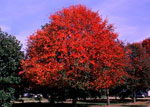 gum tree picture