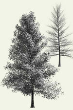 tree picture