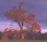 tree picture