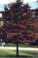 tree picture