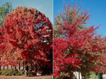 tree picture