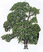 poplar tree picture