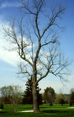 walnut tree picture